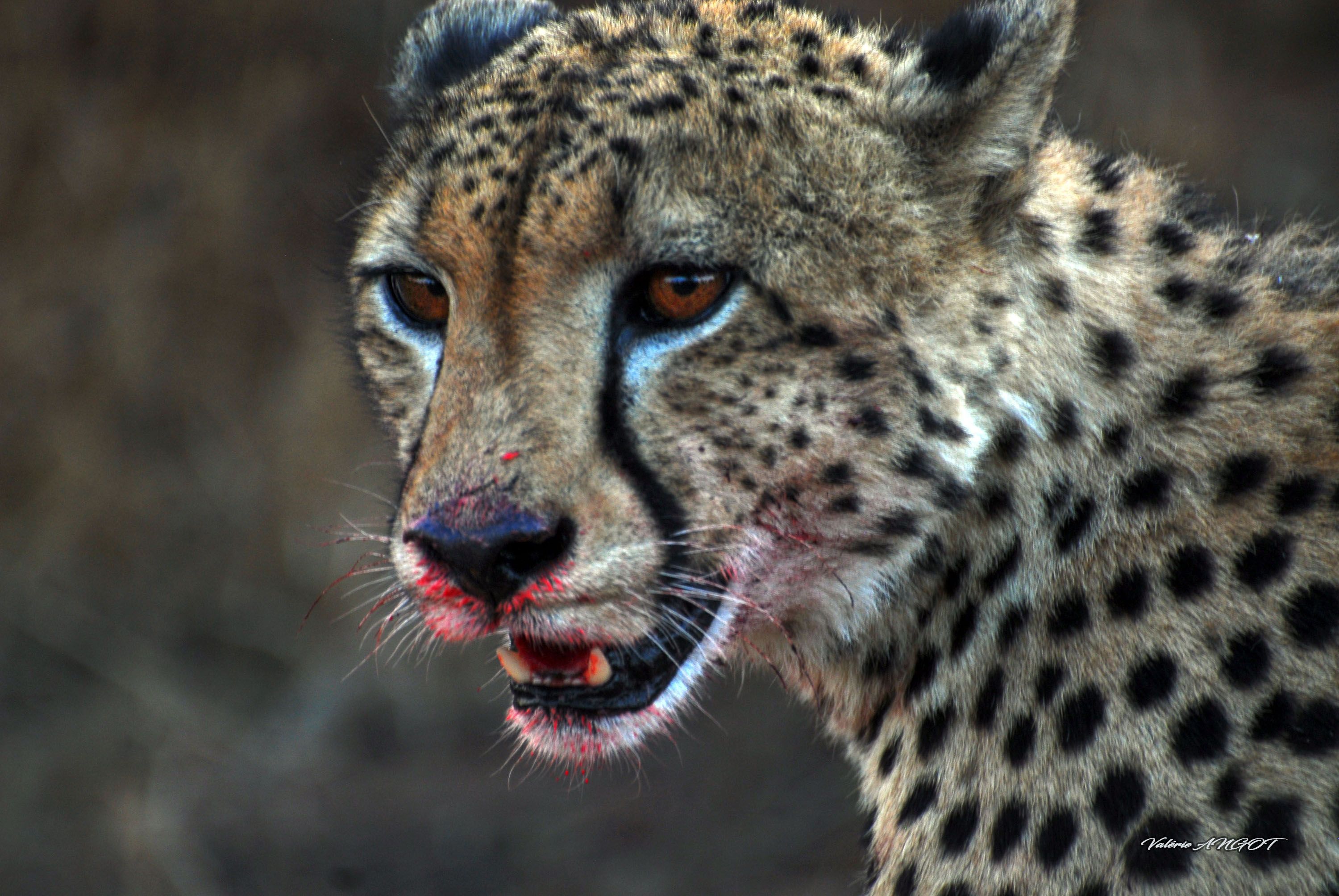 GUEPARD Afrique du Sud